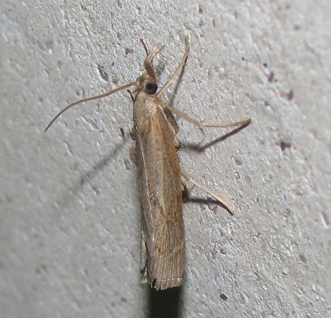 Pediasia contaminella?